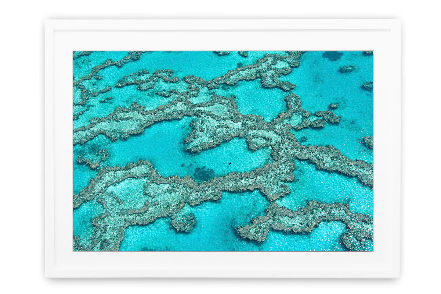 Manta Ray Reef