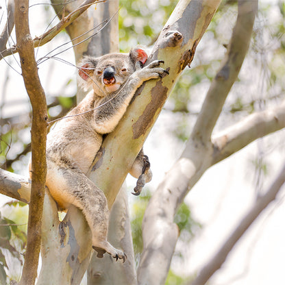 Lazy Days Koala