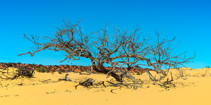 Dune Tree