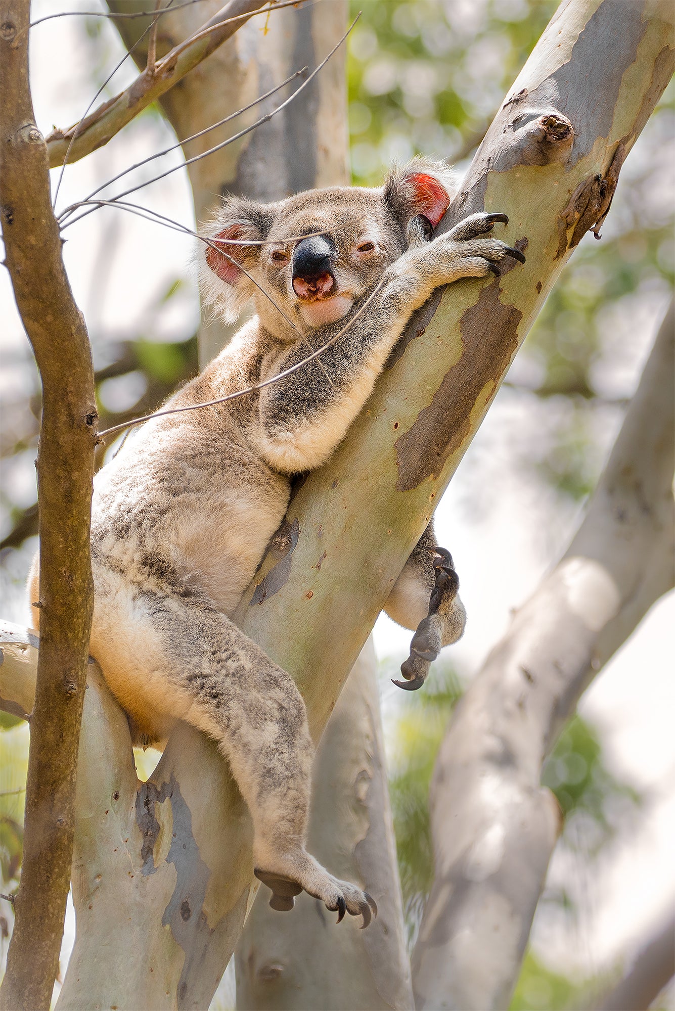 Lazy Days Koala