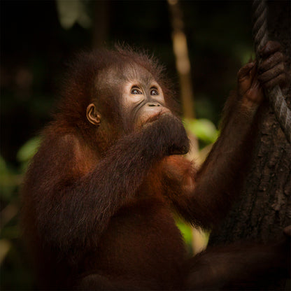 Orangutan Looking Up