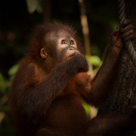 Orangutan Looking Up