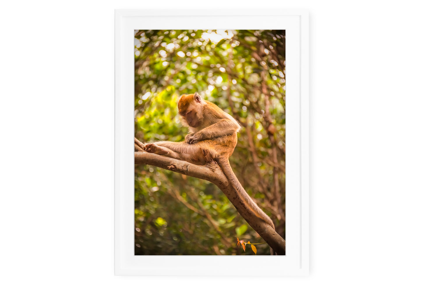 Long Tailed Macaque Searching