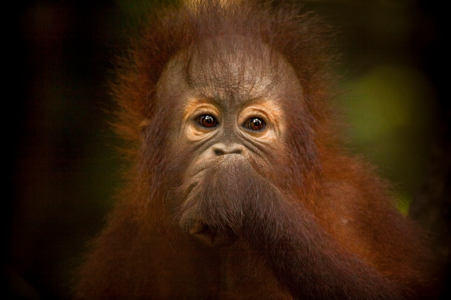 Orangutan Hand to Mouth