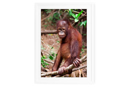 Orangutan Juvenile Standing
