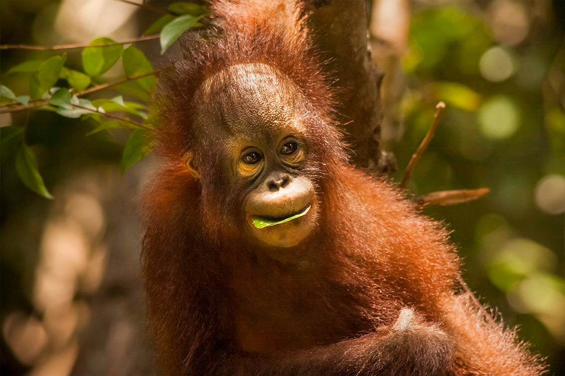 Orangutan Leaf Lips