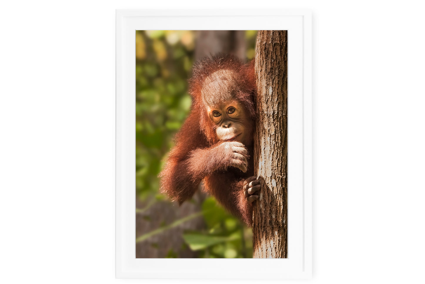 Orangutan Tree Peeking