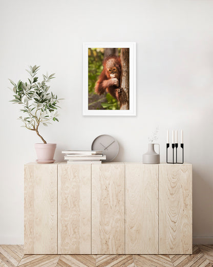 Orangutan Tree Peeking