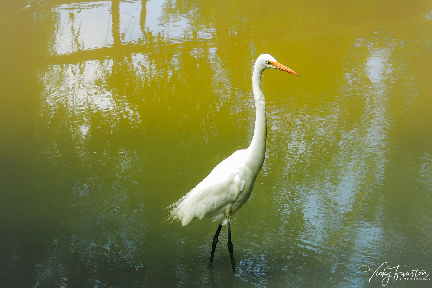 Eastern Great Egret