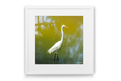 Eastern Great Egret