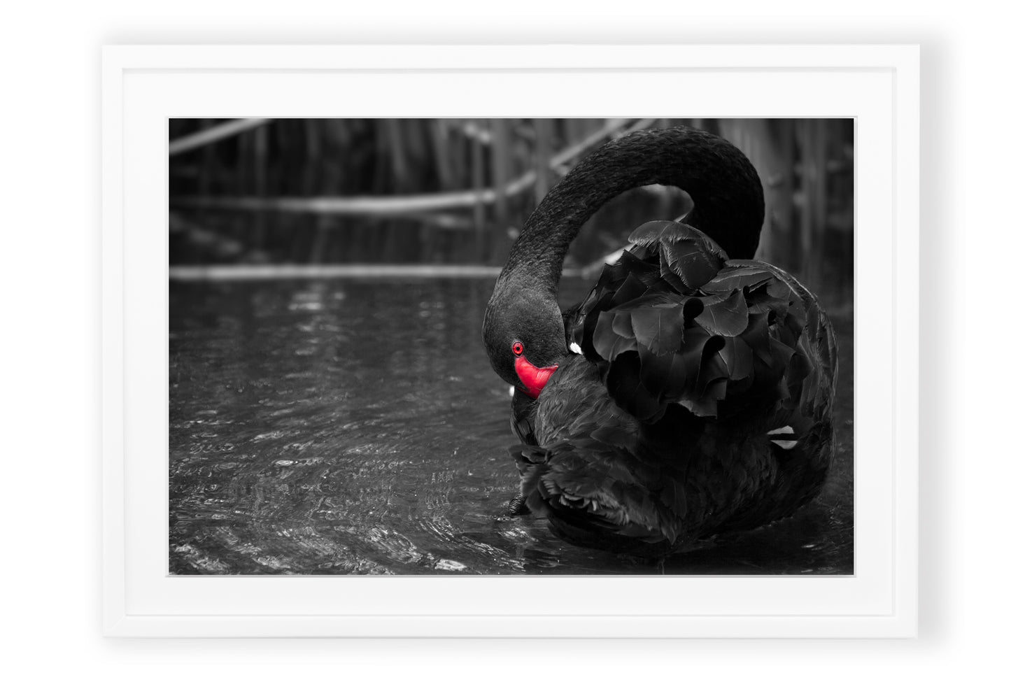 Black Swan Bill Tuck
