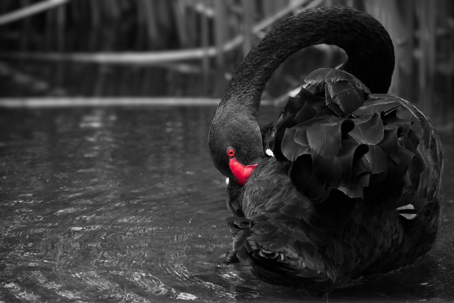 Black Swan Bill Tuck