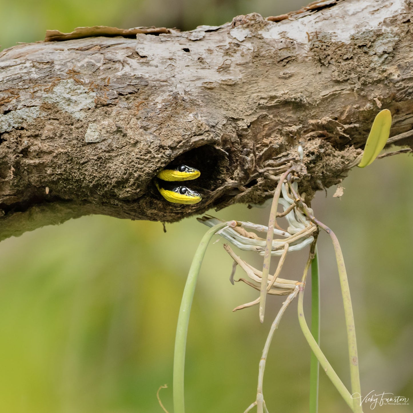 Tree Snake Lookout