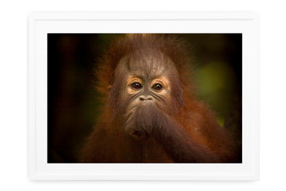 Orangutan Hand to Mouth